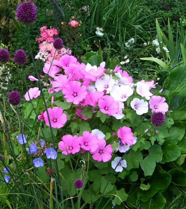 Лаватера трехмесячная (Lavatera trimestris) 