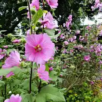 Лаватера (Lavatera), сорт «Лавлинес» (Loveliness)