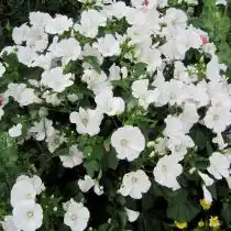 Лаватера (Lavatera), сорт «Монблан» (Montblanc)