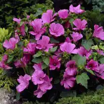 Лаватера (Lavatera), сорт «Новелла» (Novella)