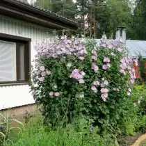 Лаватера тюрингская (Lavatera thuringiaca) 