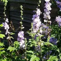 Лаватера (Lavatera), сорт «Лилак Леди» (Lilac Lady)