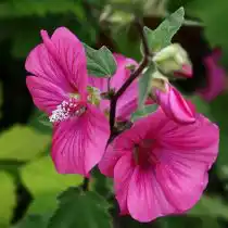 Лаватера (Lavatera), сорт «Брэндон Спрингс» (Bredon Springs)