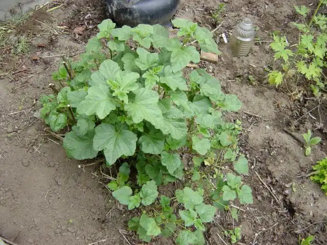 Лаватера после обрезки