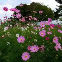 Космея дваждыперистая (Cosmos bipinnatus)