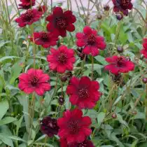 Космея кроваво-красная (Cosmos atrosanguineus)