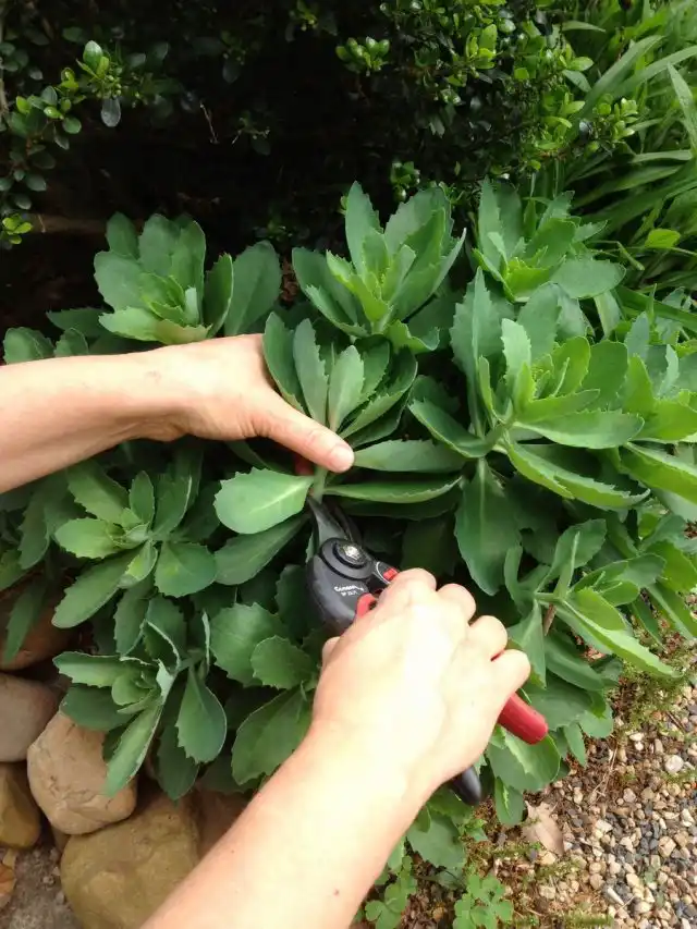 Обрезка наполовину стеблей очитка задерживает его цветение более чем на месяц