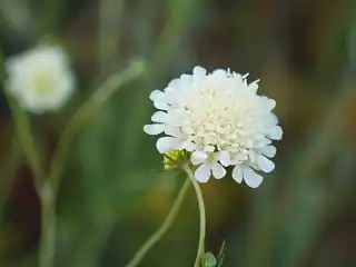 Иногда короставник можно спутать со скабиозой бледно-желтой (Scabiosa ochroleuca)