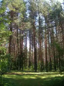Сосна звичайна - Сосна