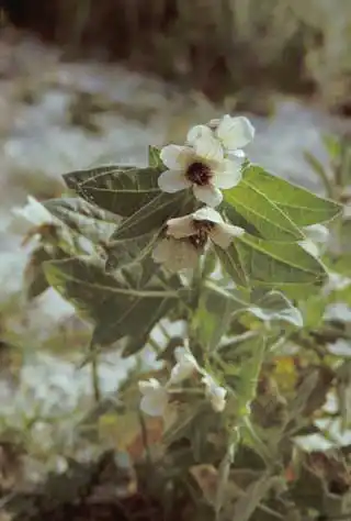 Біленя чорна
