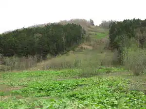 Білокопитник широкий -