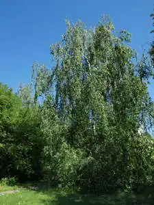 Береза повисла - Береза