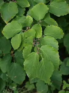 Гамамеліс віргінський - Гамамеліс