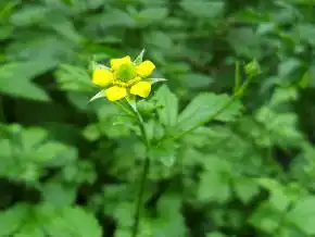 Гравілат міський