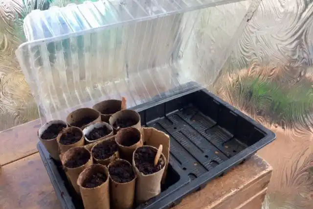 Поместите трубочки в пластиковый контейнер и заполните их почвенной смесью