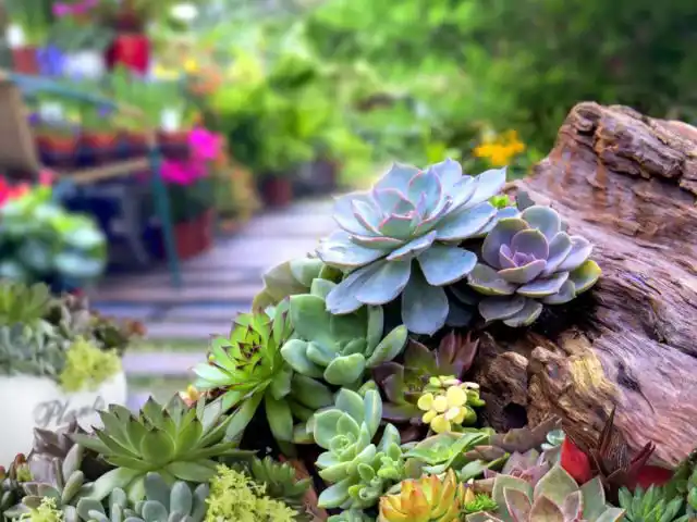 Суккуленты в любом саду будут смотреться живо и привлекательно