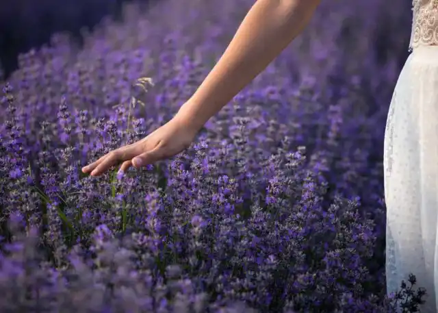 Лаванда - классика Прованса. Но вместо нее вы можете посадить шалфей или котовник.