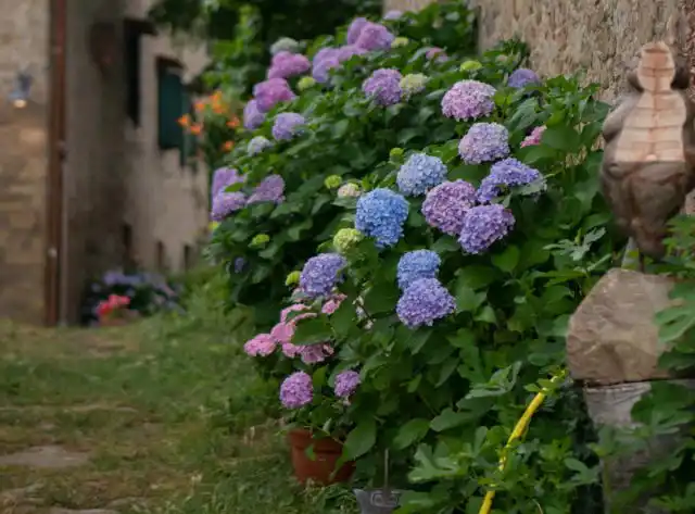 Гортензия прекрасно смотрится в прованских садах