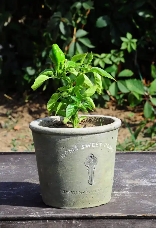 Даже простое бетонное кашпо подчеркнет изысканность Прованса