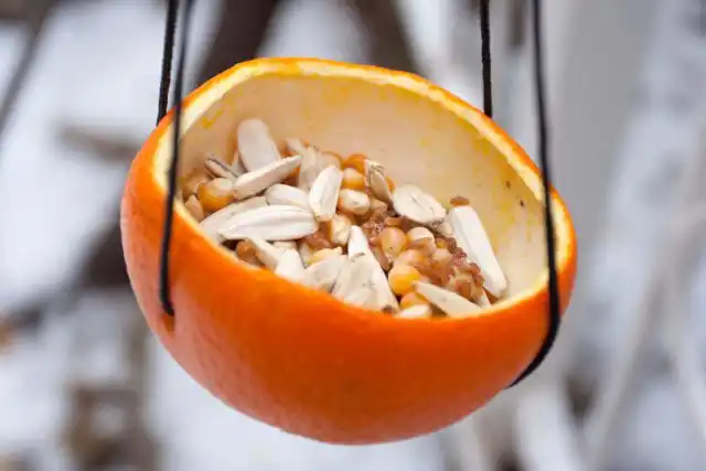 Кормушка для птиц из апельсиновой кожуры с семенами