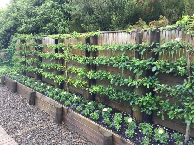 Сад вдоль забора