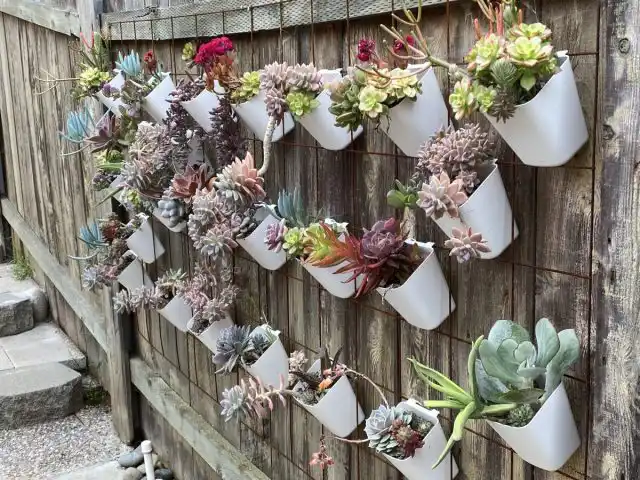 Теплолюбивые экзоты