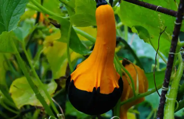 На сплошную поверхность лучше закрепить для декоративных тыкв прочную пластиковую сетку – тогда очень быстро образуется зелёная стена с яркими жёлтыми цветками, а потом с самыми разными игрушечными плодами