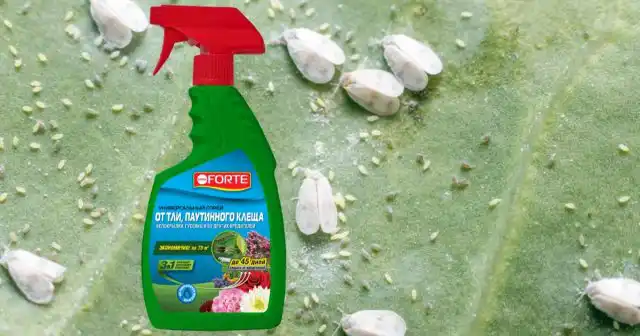 Например, спрей Универсальный Bona Forte защищает растения до 45 дней и спасает посадки не только от белокрылки, но и многих других вредителей.