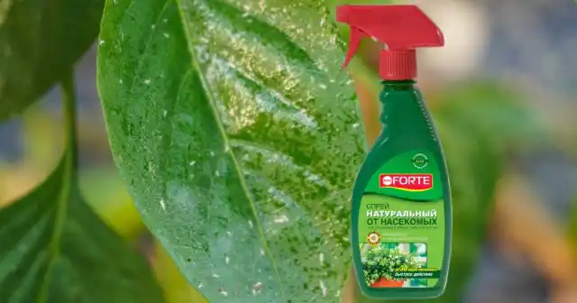 Натуральный спрей от летающих и ползающих насекомых Bona Forte содержит пиретрум – эффективное действующее вещество, получаемое из далматской ромашки.