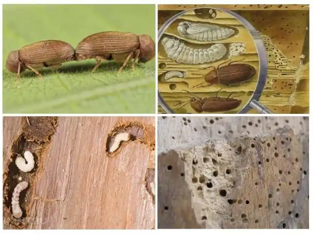 Существует несколько видов насекомых, которых называют жуками-вредителями древесины. Они отличаются внешностью, циклом развития и характером вреда.