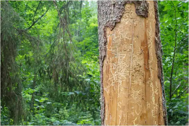 Но жуки-древоточцы действуют незаметно, и именно в этом кроется главная угроза.