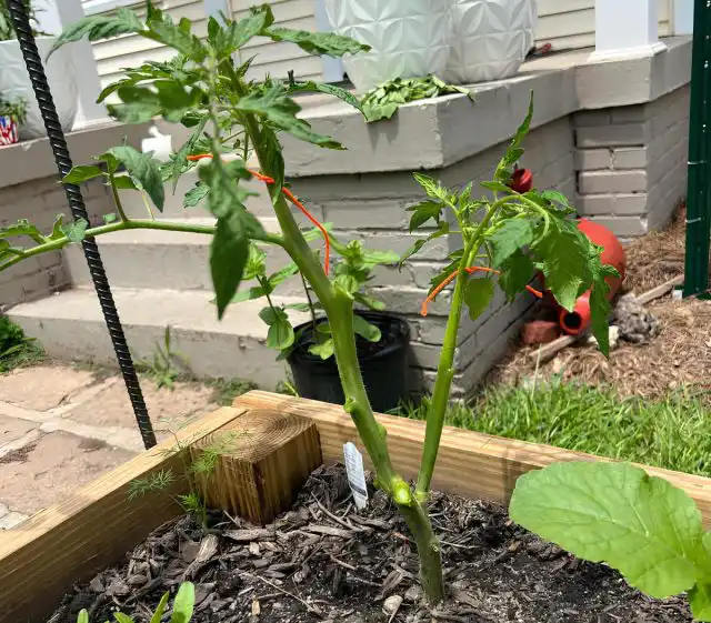 Для формирования томата в два стебля, сначала удаляются все нижние пасынки до того бокового стебелька, что растет ниже первой кисти. Из него разовьется мощный побег, который станет вторым стеблем.