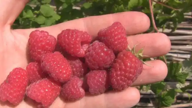 "Лячка" - среднеранняя малина, устойчивая к пурпуровой пятнистости.