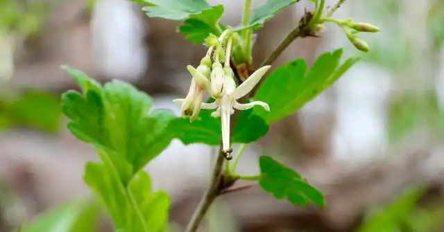 В подкормках всегда ориентируйтесь не на сроки, а на стадию вегетации. Ранняя или, наоборот, поздняя весна может смещать начало сокодвижения и другие этапы роста кустов на несколько недель.