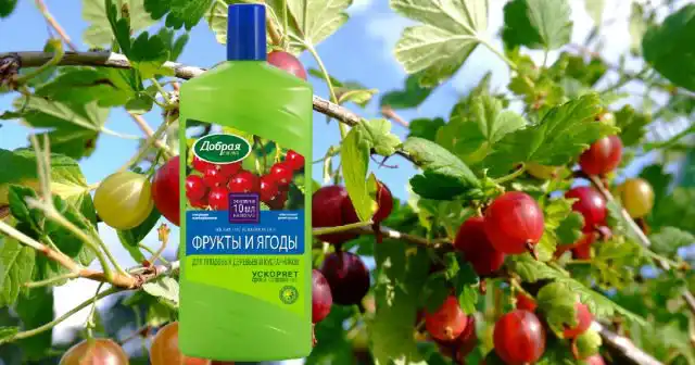 Так, ОМУ Для плодовых деревьев и кустарников Добрая сила обеспечит полное питание кустов, начиная с весны и почти до сбора урожая, если подкармливать им ягодник под корень каждые две недели (100 мл на 10 л воды).