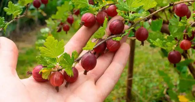 Подкармливая предложенными способами крыжовник в течение сезона, вы получите не только нормальное плодоношение, но и качественный рост годичных побегов.