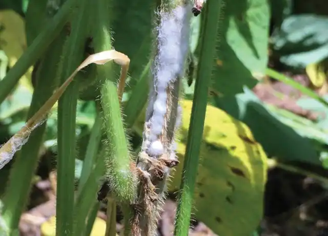 При подземном заражении склеротиниозом в первую очередь поражается корень, потом низ стебля.