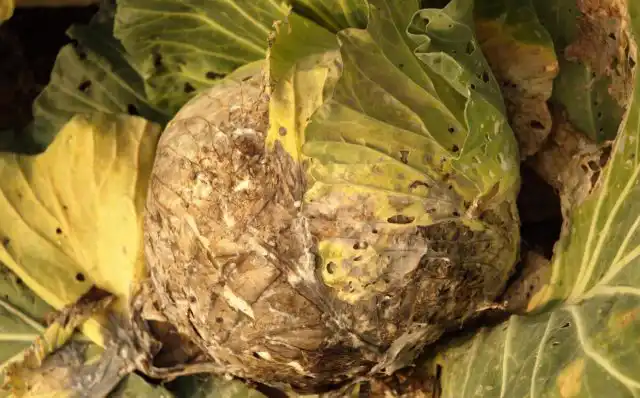 Белая гниль часто заражает капусту, растущую на тяжёлых глинистых почвах и суглинках.