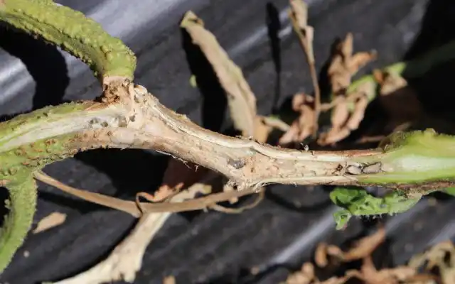 Заражение помидоров белой гнилью чаще происходит, когда рассаду высаживают в открытый грунт в прохладную погоду. Симптомы: размягчение прикорневой зоны стебля и увядание верхушки куста.