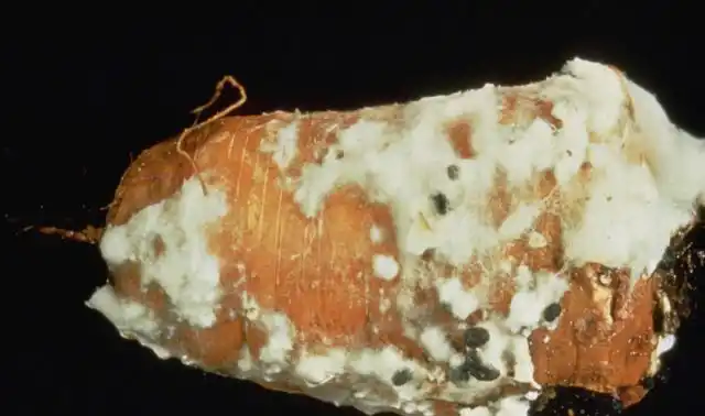 Корнеплоды поражаются болезнью во время хранения. На них появляются размягчённые участки с белым налётом.