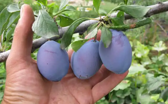 "Яичная синяя" - старый (1939 г.), самоопыляемый среднеспелый сорт.