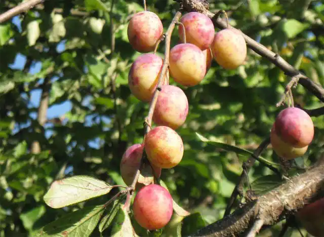 "Память Тимирязева" - один из наиболее красивых самоопыляемых сортов.