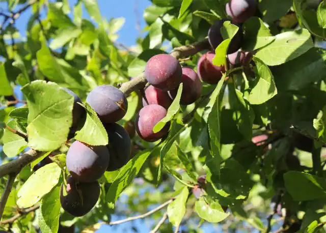 "Волжская красавица", или "Скороспелка круглая 52/11".