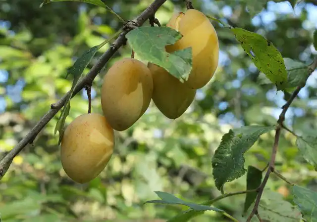 Для Київської области и средней полосы "Очаковская жёлтая" - один из самых лучших, частично самоплодных сортов.