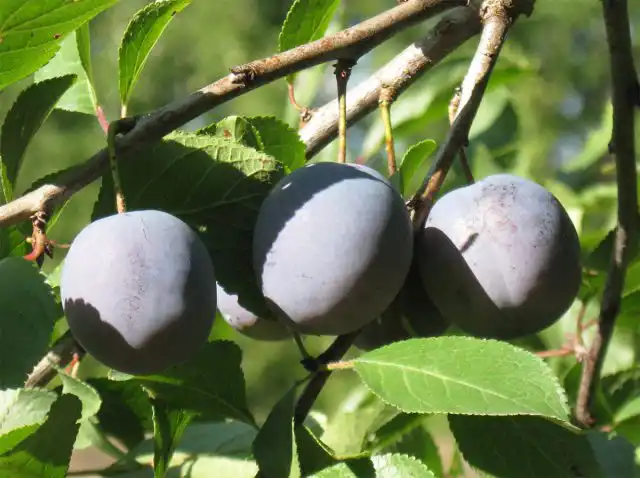 "Тульская чёрная" - самоплодный, среднепоздний сорт народной селекции, найденный агрономом Г. Я. Серебро в Тульской области, за что и получил своё название.