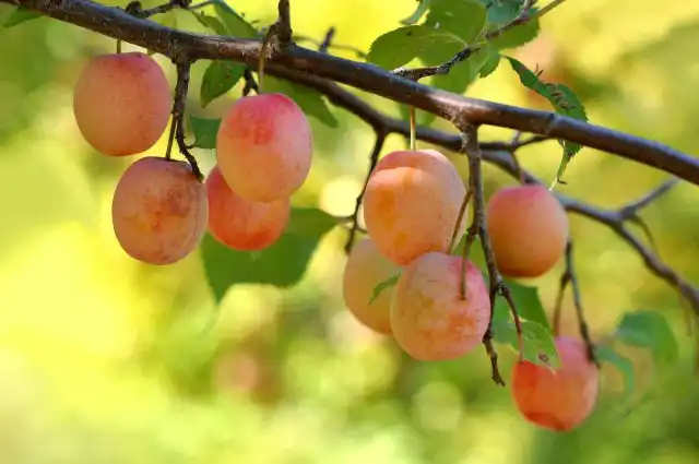 "Яхонтовая" - сравнительно молодой сорт, заслуживающий внимания.