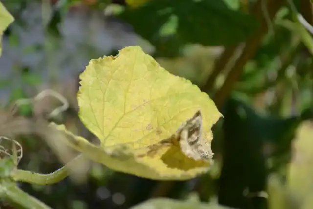 Если на улице гораздо холоднее или происходят резкие колебания показателей термометра, листья могут начать желтеть.