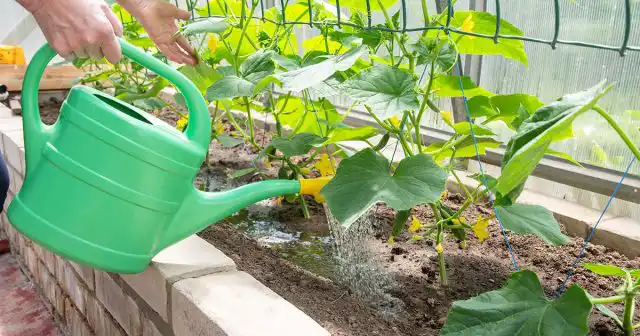 Поникающие, вялые листья на плетях – это первый признак нехватки влаги.