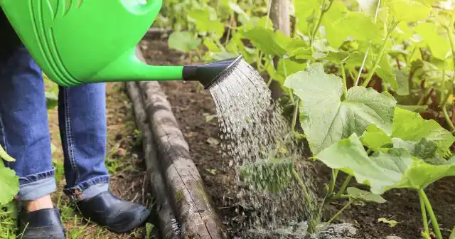 Основной маркер дефицита воды – потеря листьями тургора.