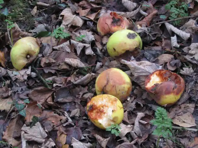 Делать так не стоит – большинство некачественных плодов поражены болезнями или вредителями.